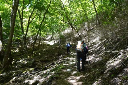 笠取山・雑木林の中の登り