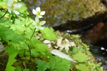 サンリンソウ・笠取山