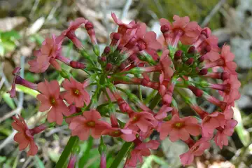 クリンソウ・笠取山