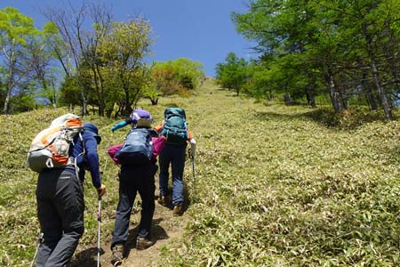 笠取山・笹原の中の急な登り