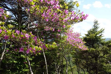 笠取山・ミツバツツジの咲く岩の稜線