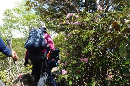 笠取山・アズマシャクナゲとトンネル