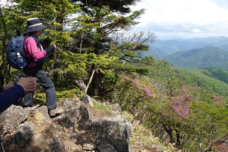 笠取山・小さな岩場にミツバツツジ
