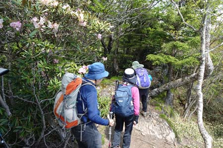 笠取山・シャクナゲの花が咲く稜線