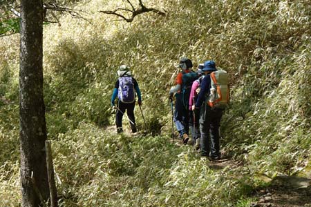 笠取山・笹の斜面を下って行きます