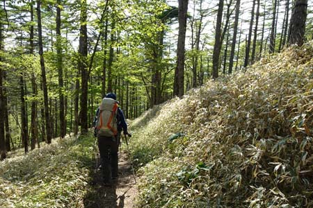 笠取山・カラマツの林を下り
