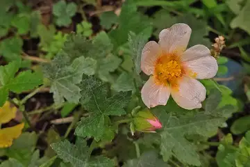 エノキアオイ・阿久和川
