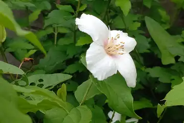 バイカウツギ・阿久和川
