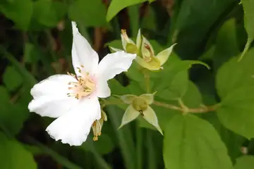 バイカウツギ・阿久和川