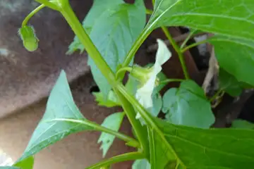 ホウズキ・鐘撞堂山