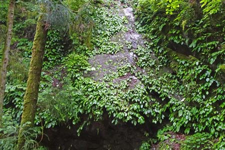 白岩滝から南沢あじさい山・対岸の岩壁にはイワタバコ