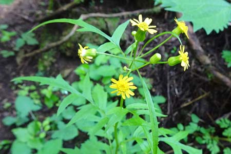 サワギク・白岩滝から南沢あじさい山