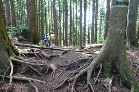 白岩滝から南沢あじさい山・金毘羅尾根のハイキングコースを下り