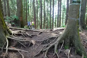 金毘羅尾根のハイキングコース