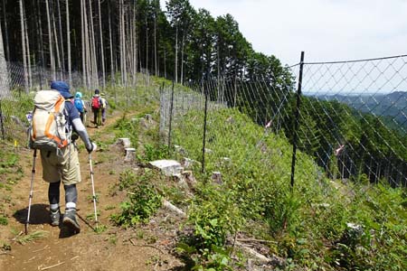 白岩滝から南沢あじさい山・展望が開ける伐採地