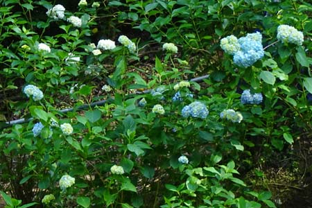 白岩滝から南沢あじさい山・あじさいはまだ４分咲か