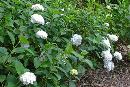 アジサイ・白岩滝から南沢あじさい山