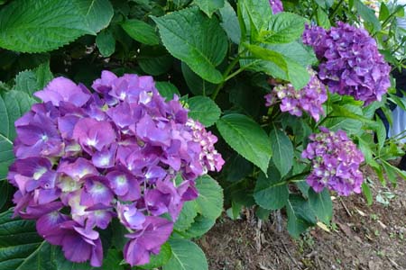 アジサイ・白岩滝から南沢あじさい山