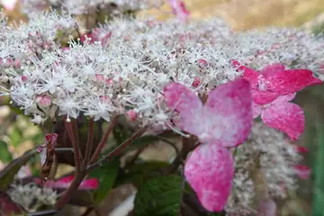 アジサイ・白岩滝から南沢あじさい山