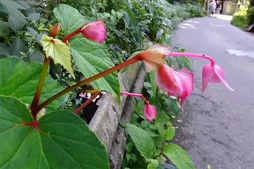 シュウカイドウ・高尾山