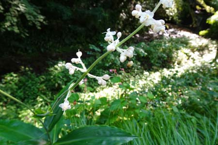ヤブミョウガ・高尾山