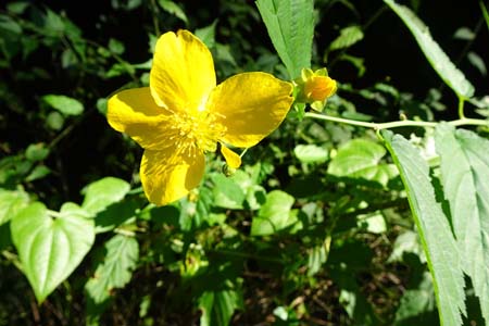 狂い咲きのヤマブキ・高尾山