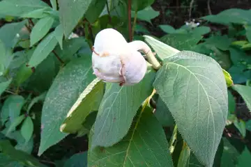 タマアジサイ・高尾山