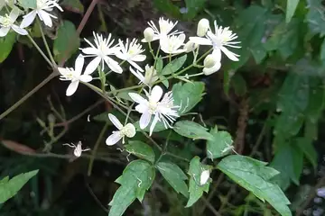ボタンヅル・御岳山