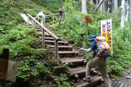 御岳山・階段を登るとレンゲショウマの群生地