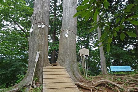 御岳山・夫婦杉