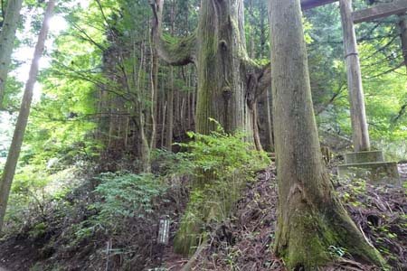 御岳山・天狗の腰掛杉