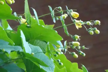 キレンゲショウマ・御岳山