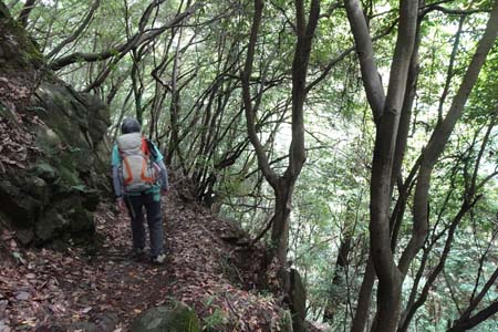 大多摩ウォーキングトレイル・右手は少し切れ落ち