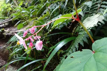 シュウカイドウ・御岳渓谷
