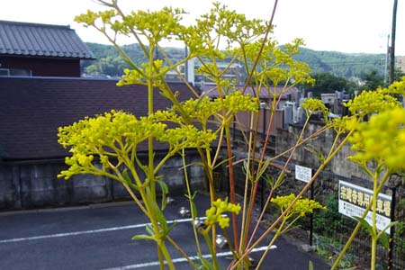 オミナエシ・青梅市