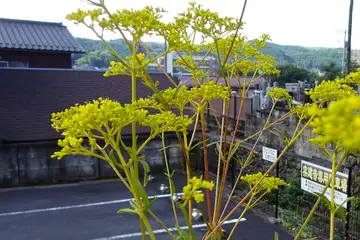 オミナエシ・青梅市