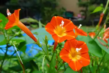 マルバルコウ・青梅市