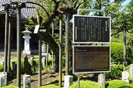 大多摩ウォーキングトレイルＡ－１・金剛寺の青梅