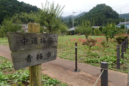 大多摩ウォーキングトレイルＡ－２・中道梅園