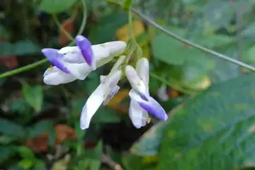ヤブマメ・横浜自然観察の森