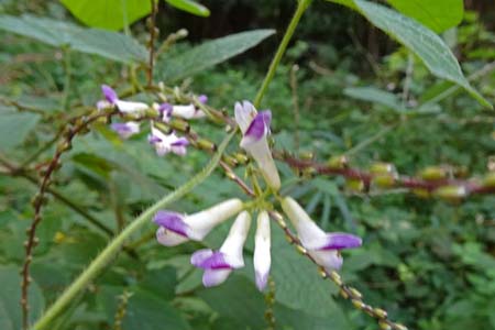 ヤブマメ・横浜自然観察の森