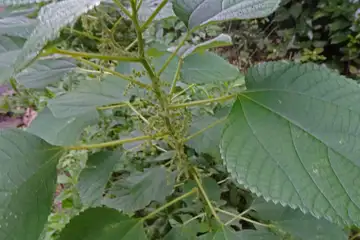 アオカラムシ・横浜自然観察の森