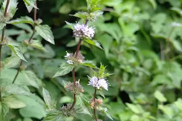ハッカ・高尾山