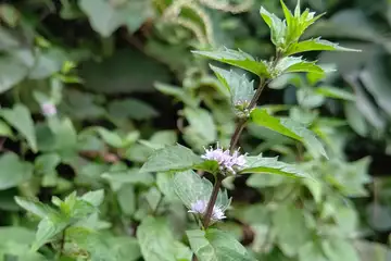 ハッカ・高尾山