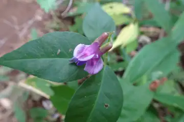 ナンテンハギ・小仏城山から高尾山