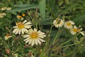 アキノノゲシ・阿久和川