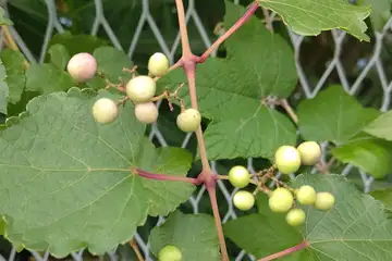 ノブドウ・阿久和川