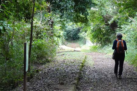 町田市・落ち葉を踏みしめ鎌倉古道下り