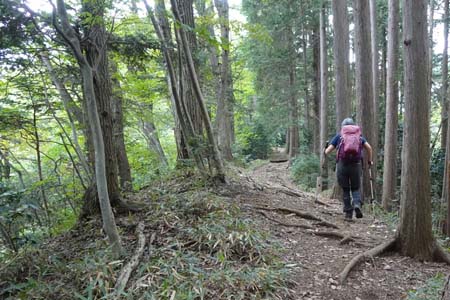八王子城山・ヒノキ林の尾根道