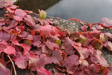 ツタ・阿久和川
